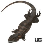ug_adult_spiny_tailed_iguana_4.jpg