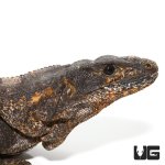 ug_adult_spiny_tailed_iguana_3.jpg