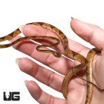 ug_baby_blunthead_tree_snake_4.jpg