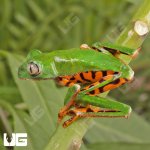 ug_Super_Tigerleg_Monkey_Tree_Frog_4.jpg
