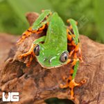 ug_Super_Tigerleg_Monkey_Tree_Frog_2.jpg