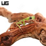 ug_tigerleg_monkey_tree_frog_4.jpg
