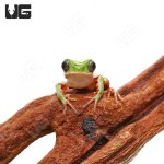 ug_tigerleg_monkey_tree_frog_3.jpg