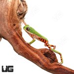 ug_tigerleg_monkey_tree_frog_2.jpg