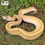ug_Baby_female_butter_lemonblast_2.jpg