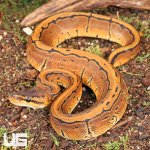 ug_Pinstripe_Ball_Python_1.jpg