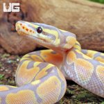 ug_Baby_Banana_Ball_Python_4.jpg