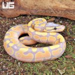 ug_Baby_Banana_Ball_Python_1.jpg