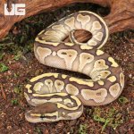 ug_Butter_Ball_Python_2.jpg