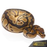 ee_baby_clown_ball_python_4.jpg