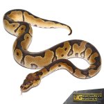 ee_baby_clown_ball_python_3.jpg