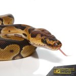 ee_baby_clown_ball_python_2.jpg