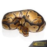 ee_baby_clown_ball_python_1.jpg