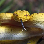 ug_Manokwari_Green_Tree_Python_2_1.jpg