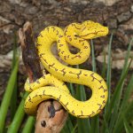 ug_Manokwari_Green_Tree_Python_2_2.jpg