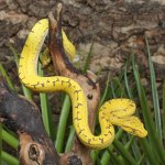 ug_Manokwari_Green_Tree_Python_2_3.jpg