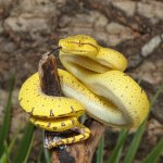ug_Manokwari_Green_Tree_Python_2_4.jpg