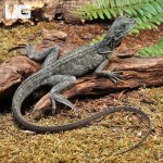 ug_Indo_Giant_Sailfin_2.jpg