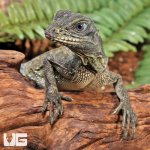 ug_Indo_Giant_Sailfin_1.jpg
