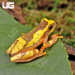 ug_Hourglass_Tree_Frog_4.jpg