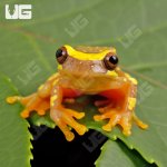 ug_Hourglass_Tree_Frog_2.jpg