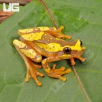 ug_Hourglass_Tree_Frog_1.jpg