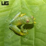 ug_granular_glass_frog_3.jpg