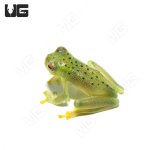 ug_granular_glass_frog_2.jpg