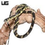ug_yearling_nicaraguan_tiger_ratsnake_4.jpg