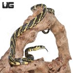 ug_yearling_nicaraguan_tiger_ratsnake_3.jpg