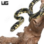 ug_yearling_nicaraguan_tiger_ratsnake_2.jpg