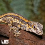 ug_baby_orange_striped_gargoyle_gecko_2_3.jpg