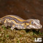 ug_baby_orange_striped_gargoyle_gecko_2_1.jpg