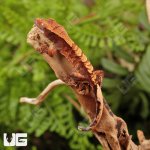 ug_Baby_Red_Tiger_Crested_Gecko_4.jpg