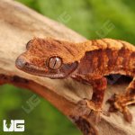 ug_Baby_Red_Tiger_Crested_Gecko_3.jpg