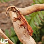 ug_Baby_Red_Tiger_Crested_Gecko_2.jpg