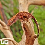 ug_Baby_Red_Tiger_Crested_Gecko_1.jpg