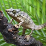 ug_Malthes_green_eared_chemeleon_1.jpg