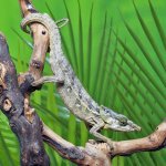 ug_Malthes_green_eared_chemeleon_5.jpg