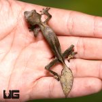 ug_satanic_leaf_tailed_gecko_4.jpg