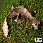 ug_satanic_leaf_tailed_gecko_3.jpg