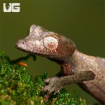 ug_satanic_leaf_tailed_gecko_2.jpg
