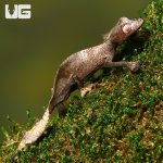 ug_satanic_leaf_tailed_gecko_1.jpg