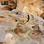 ug_Madagascar_Dumerils_Swift_4.jpg