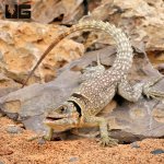 ug_Madagascar_Dumerils_Swift_3.jpg