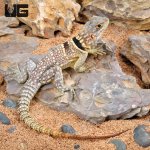 ug_Madagascar_Dumerils_Swift_2.jpg