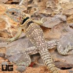ug_Madagascar_Dumerils_Swift_1.jpg