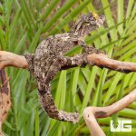 ug_Super_Mossy_Leaf_Tail_Gecko_5.jpg