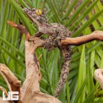 ug_Super_Mossy_Leaf_Tail_Gecko_4.jpg