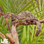 ug_Super_Mossy_Leaf_Tail_Gecko_3.jpg